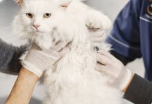 O que é um ectoparasita? 14 Ectoparasitas: Definição, Importância e Controle em Animais e Humanos