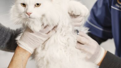 O que é um ectoparasita? 19 Ectoparasitas: Definição, Importância e Controle em Animais e Humanos