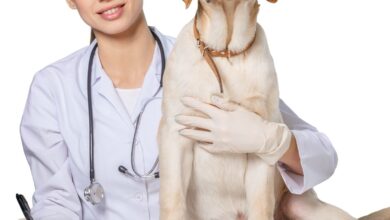 O Fim da Coceira: Como Diferenciar e Tratar Alergias Ambientais e Alimentares em Pets