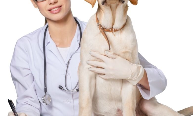 O Fim da Coceira: Como Diferenciar e Tratar Alergias Ambientais e Alimentares em Pets