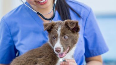 Vacina Antirrábica Pode Causar Reação? Entenda Tudo Sobre Reações Adversas em Cães e Gatos