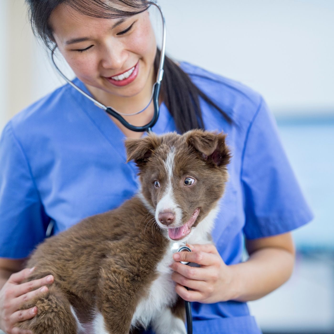 Vacina Antirrábica Pode Causar Reação? Entenda Tudo Sobre Reações Adversas em Cães e Gatos