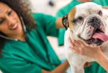 Guia Definitivo: Como Garantir Qualidade de Vida (Healthspan) para Cães e Gatos Idosos