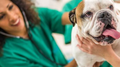 Guia Definitivo: Como Garantir Qualidade de Vida (Healthspan) para Cães e Gatos Idosos