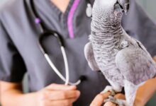 O que é a parasitose em aves?