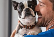 As 10 Melhores Faculdades de Medicina Veterinária do Brasil: Onde Começar Sua Carreira