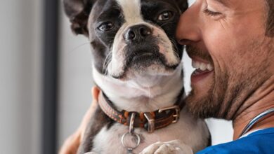 As 10 Melhores Faculdades de Medicina Veterinária do Brasil: Onde Começar Sua Carreira