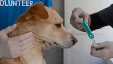 Raiva: Guia Completo da Doença em Cães – Sintomas, Riscos, Tratamentos e Prevenção