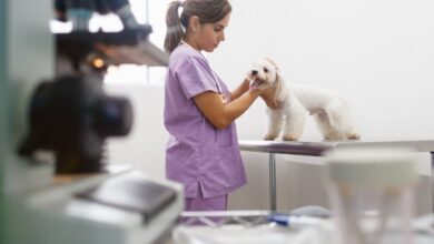 Vasculite Imunomediada Canina: Entendendo a Ataque aos Vasos Sanguíneos