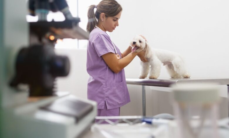 Vasculite Imunomediada Canina: Entendendo a Ataque aos Vasos Sanguíneos