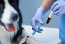 Qual é o ciclo de vida do Ancylostoma spp.? 13 Qual é o ciclo de vida do Ancylostoma spp.?