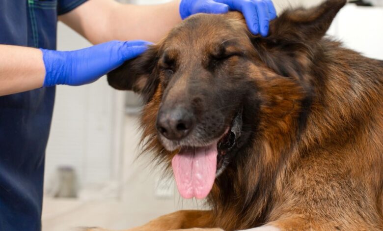 PGRSS: A Ciência do Manejo de Resíduos