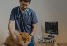 As 10 Melhores Faculdades de Medicina Veterinária em Minas Gerais