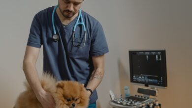 As 10 Melhores Faculdades de Medicina Veterinária em Minas Gerais