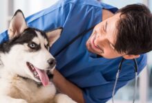 As 10 Melhores Faculdades de Medicina Veterinária no Estado de São Paulo