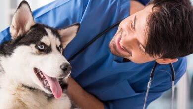 As 10 Melhores Faculdades de Medicina Veterinária no Estado de São Paulo