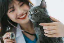 10 Melhores Faculdades de Medicina Veterinária no Brasil com Foco em Animais de Pequeno Porte