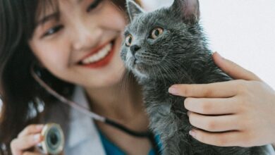 10 Melhores Faculdades de Medicina Veterinária no Brasil com Foco em Animais de Pequeno Porte