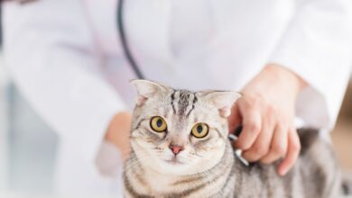 Certificação Avançada: Imunologia e Vacinas Veterinárias