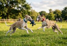 Conheça a raça de cães Whippet 12 Conheça a Raça de Cães Whippet