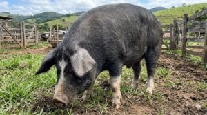 Porco Moura: Como Lucrar com o "Heavy Hog" e a Charcutaria
