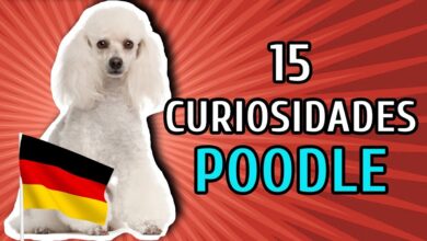 Conheça a raça de cães Poodle