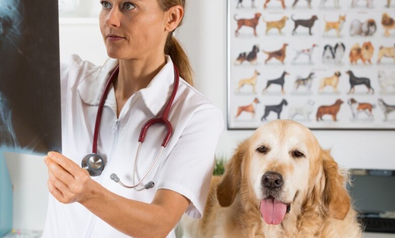 O que é a ascaridiose?