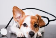 O que é a pediculose?