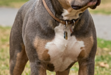 Raça de cachorro: American Bully – características, personalidade e cuidados