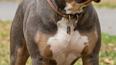 Raça de cachorro: American Bully – características, personalidade e cuidados 14 Raça de cachorro: American Bully – características, personalidade e cuidados