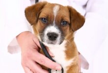 Doenças Silenciosas Que Atingem Cães e Gatos: O Que Você Não Sabia