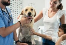 Piometra: A Doença Silenciosa que Pode Matar seu Cão em Dias