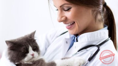 Conheça 500 empresas do ramo Atividades veterinárias em Goiás