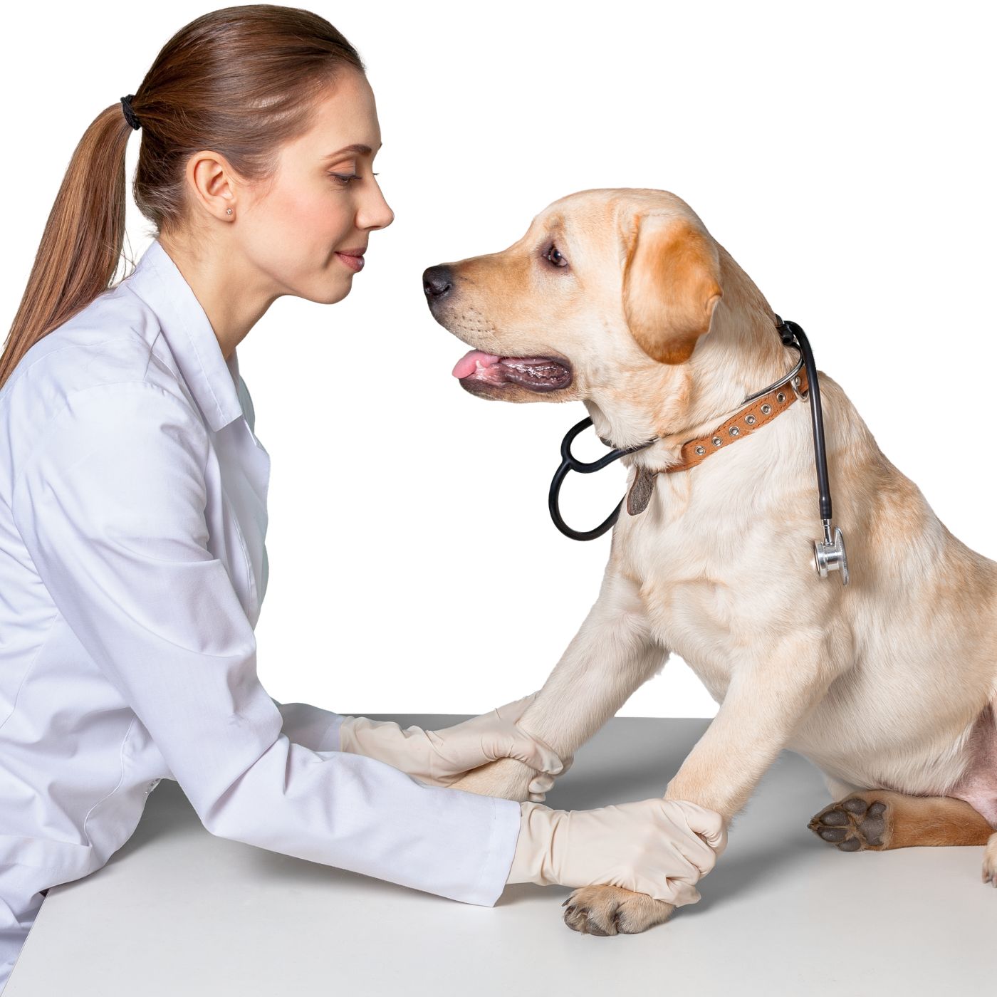 O Sofrimento Oculto: Como Identificar e Tratar a Ansiedade de Separação em Pets