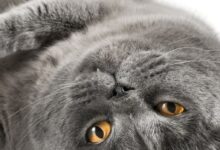 1bdca0bfb1b8423387378cf1ab9880a9