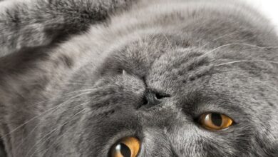 1bdca0bfb1b8423387378cf1ab9880a9