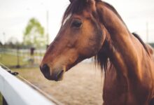 Simulado de Raciocínio Clínico Veterinário (Animais de Grandes Porte)