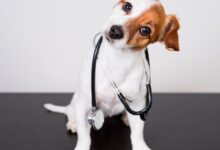 Fisiologia Veterinária: Filtração Renal, Reabsorção e Secreção nos Túbulos