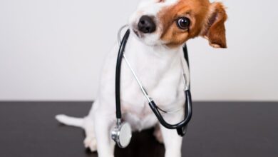 Fisiologia Veterinária: Filtração Renal, Reabsorção e Secreção nos Túbulos