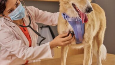 312264083100424b8bba0aa0dee720f7