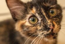 64e8e4788ba547aca079a1f37395b526