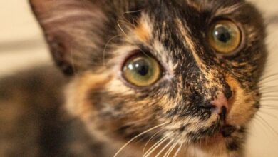 64e8e4788ba547aca079a1f37395b526