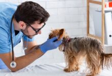 8ddf14bf6d1c4a5b95c7482caee13ce3