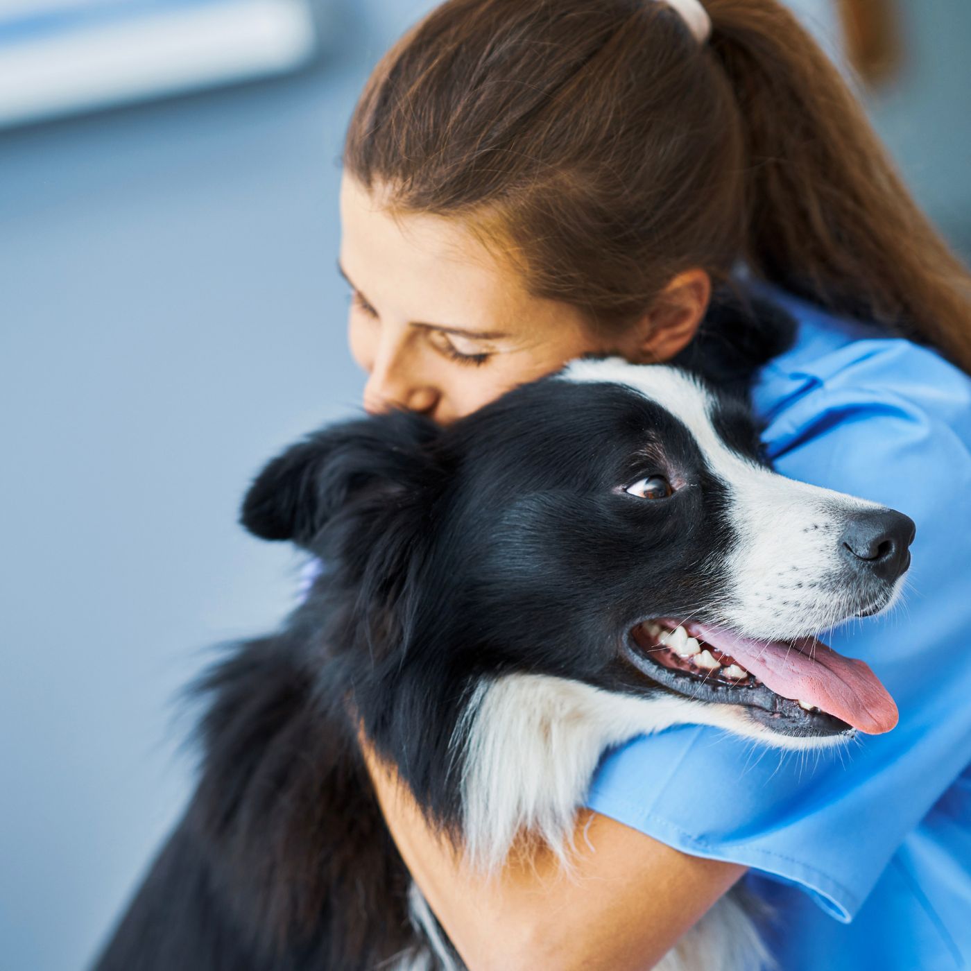 A Bomba-Relógio: O Risco Mortal de Não Castrar a Sua Cadela ou Gata