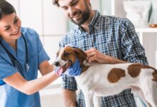 15 Alimentos Humanos Perigosos para Cães: O Que Nunca Deixar por Aí