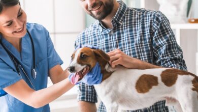 15 Alimentos Humanos Perigosos para Cães: O Que Nunca Deixar por Aí