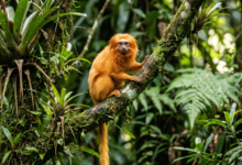 Febre Amarela (Transmissão Reversa): Humanos infectados levando o vírus para áreas de mata e infectando novos vetores e macacos.