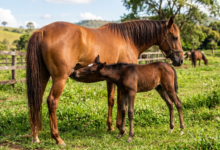 Gestação cavalo: quanto dura, evolucao, número de filhotes e curiosidades