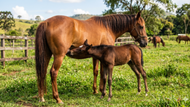 Gestação cavalo: quanto dura, evolucao, número de filhotes e curiosidades