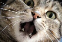 a9ee41eaa3864ec397a480f5c1f57d4f